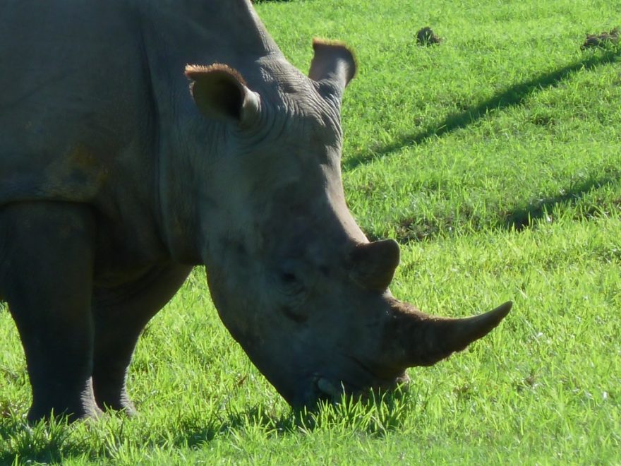 Nosorožec v rezervaci Schotia