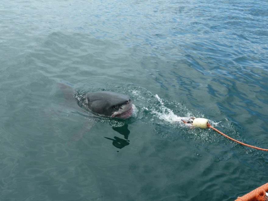 Velký bílý žralok u Gansbaai