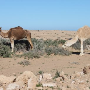 Maročtí velbloudi - dromedáři