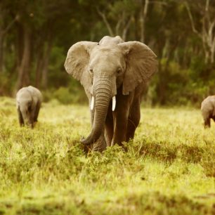Slon africký, Keňa