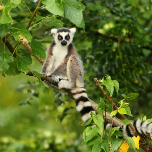 Lemur kata, Madagaskar