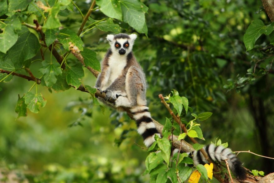 Lemur kata, Madagaskar