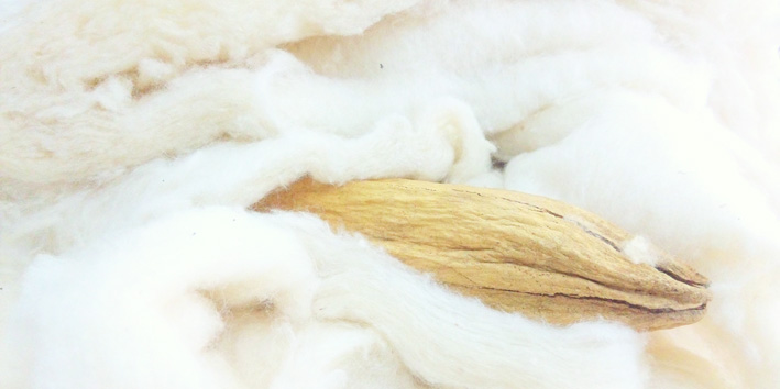 Kapok je podobný bavlně