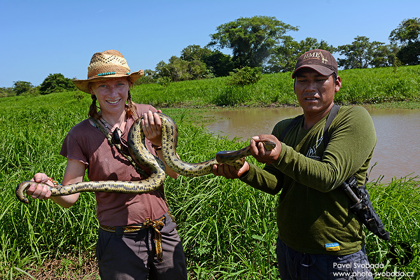 Hledáná anakondy v pampě