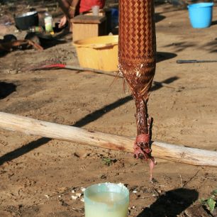 Indiáni venezuelského kmene Sanema se zbavují jedovaté kyseliny kyanovodíkové z manioku.