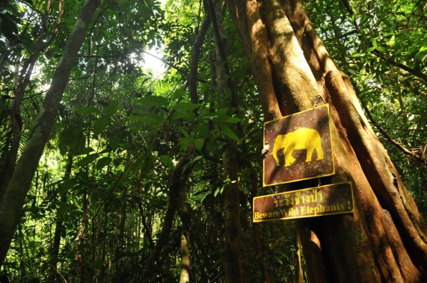 Khao Sok cedule pozor na slony
