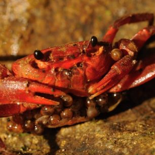 Phricotelphusa limula