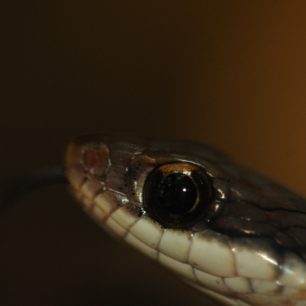 Rhabdopsis chrysargos