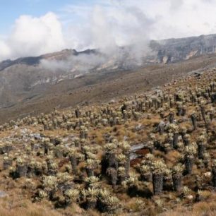 Typická oblast páramo - Valle de los Frailejones - obrovské údolí Sierry Nevady vyplněné tisíci frailejones, které jsou domovinou v Kolumbii, Venezuele a Ekvádoru.