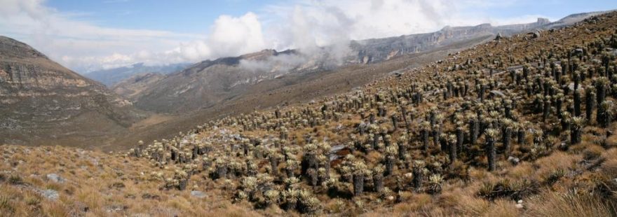 Typická oblast páramo - Valle de los Frailejones - obrovské údolí Sierry Nevady vyplněné tisíci frailejones, které jsou domovinou v Kolumbii, Venezuele a Ekvádoru.