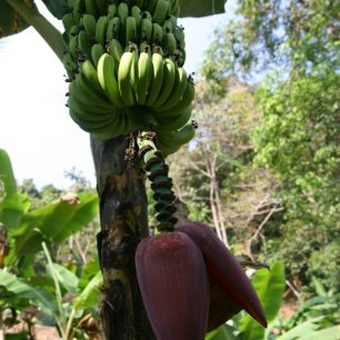 Ačkoli jsou banány v Jižní Americe typickou plodinou, původně pochází banánovník z Asie. 
