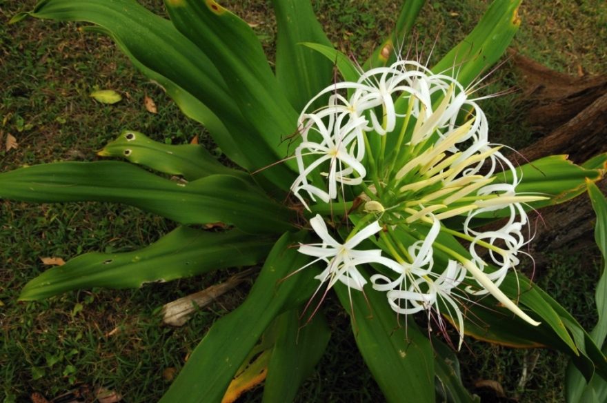 Květena v NP Sirinati