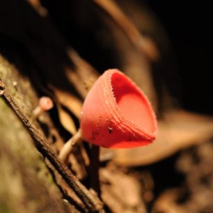 Cookeina tricholoma