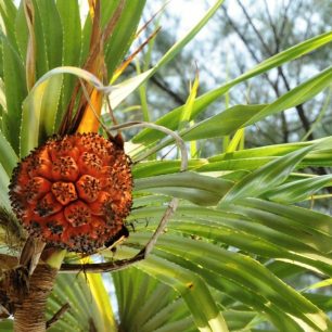 Pandanus tectorius