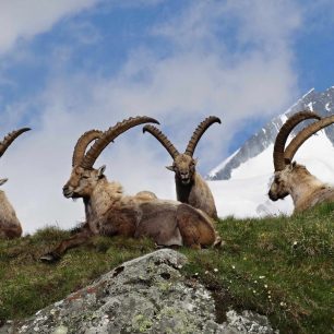 Steinböcke - Köinge der Alpen ©NPHT - M. Lackner
