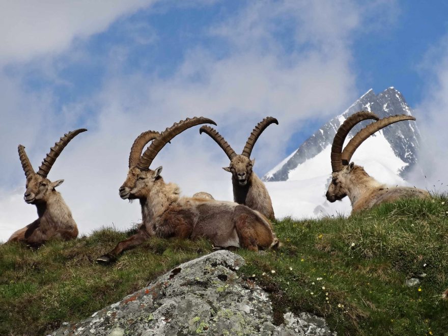 Steinböcke - Köinge der Alpen ©NPHT - M. Lackner