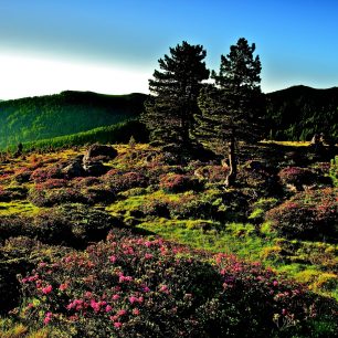Zirben mit Alpenrosen@  Helmut Moik