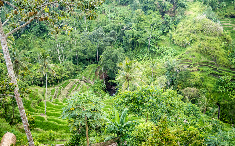 Ubud – záplava zeleně. Jeho okolí je lidskou rukou namodelováno do neuvěřitelných forem. Krajina je zvrásněna divokými dešti vyrývající hluboká údolí do měkkého podloží.