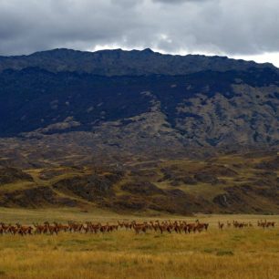 Stádo guanaků, kteří v údolí Chacabuco opět nalezli své útočiště, Patagonie, Chile