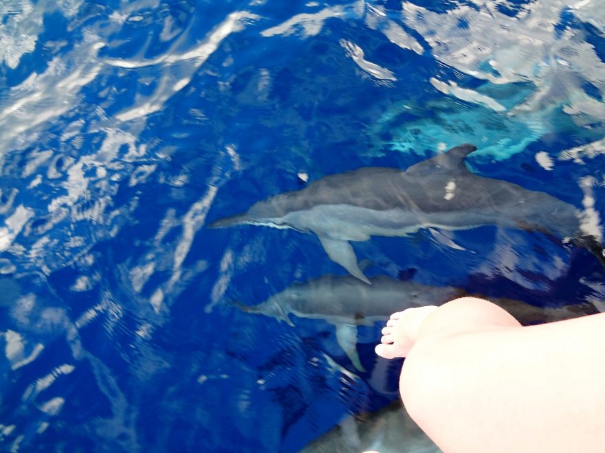 Delfíní závodící s lodí