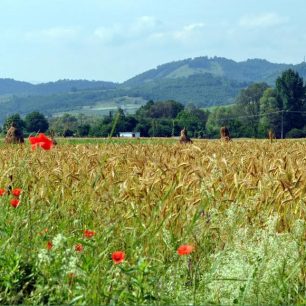Při helpcampu jsme pomáhali většinou s prací na polích
