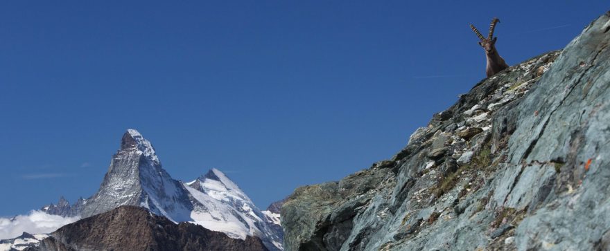 Kamzíci, strážci Matterhornu