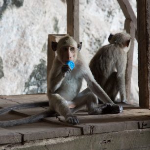 Thajské opičky jsou vždy poblíž