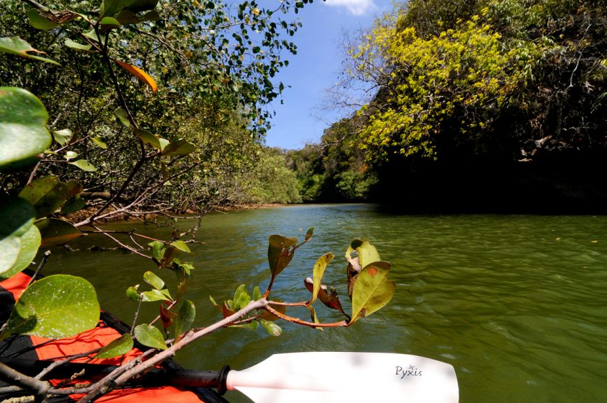 Mangrovy tvoří hustou propletenou síť 