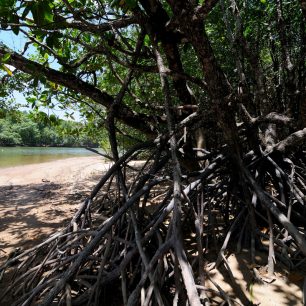 Mangrovy jsou během dne průběžně zaplavovány přílivem