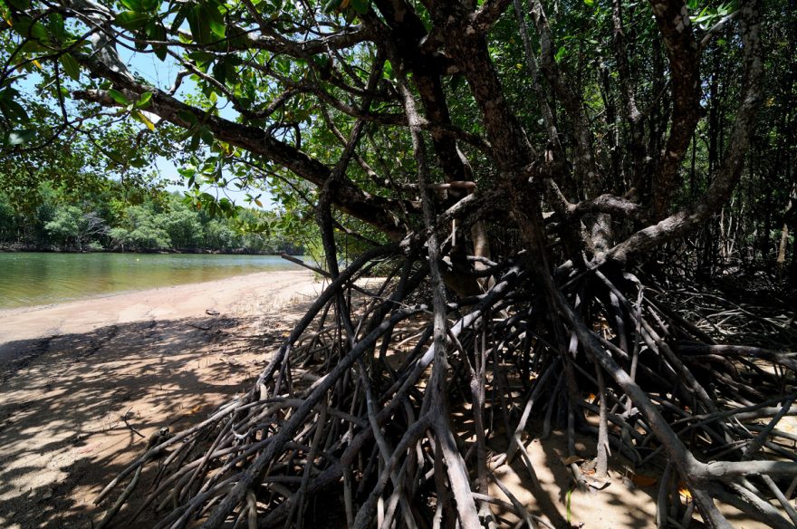 Mangrovy jsou během dne průběžně zaplavovány přílivem