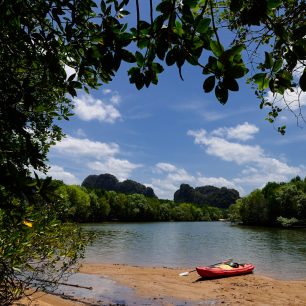 V mangrovech se mísí slaná a sladká voda