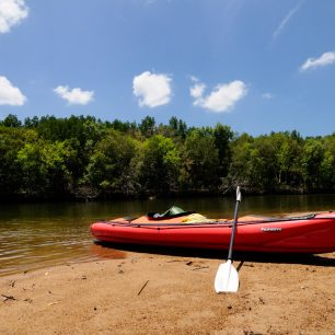 Kořeny tlumí veškeré vlny