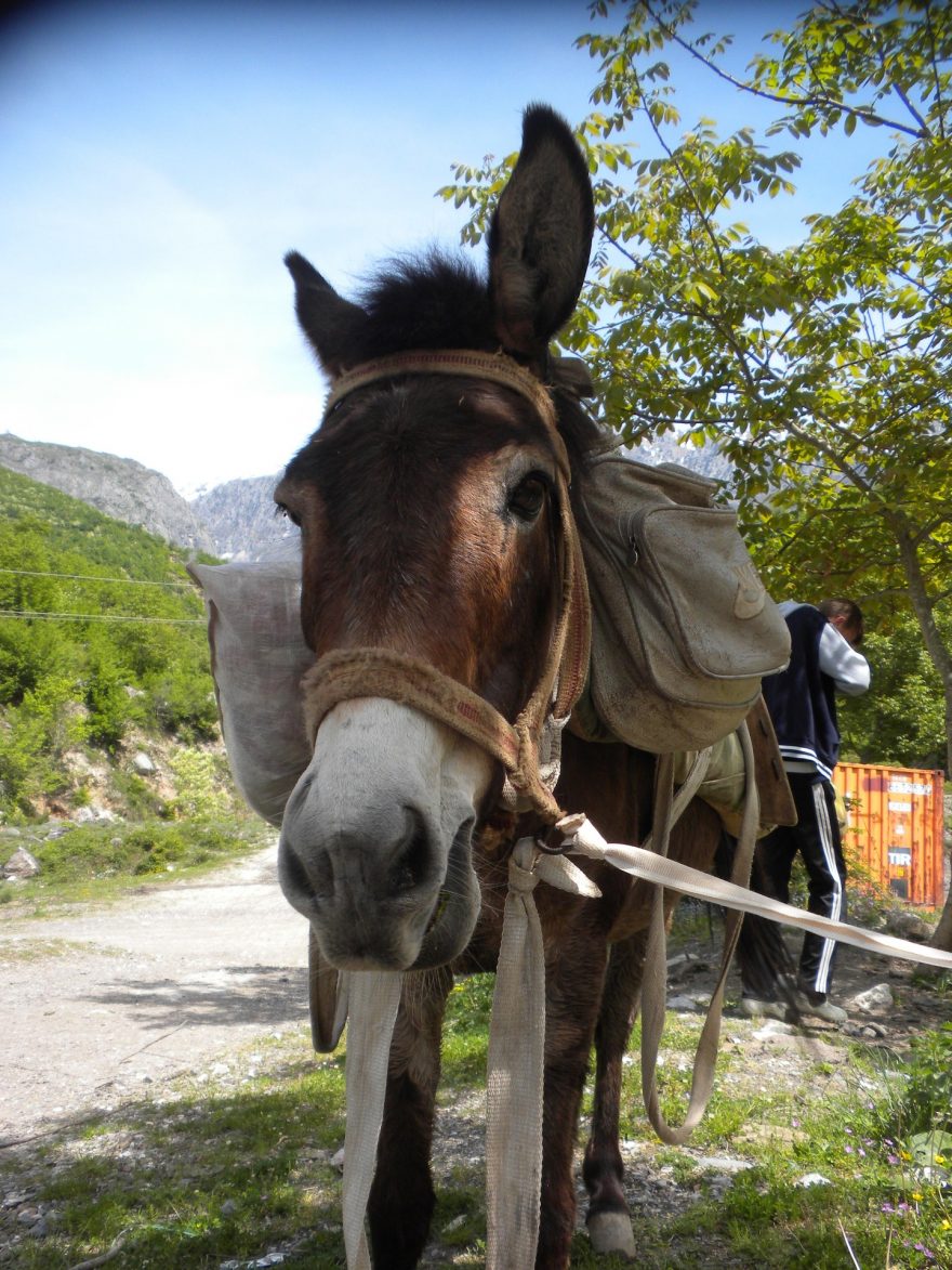 Příprava na cestu do Curraej Eperm. Jediný dopravní prostředek.