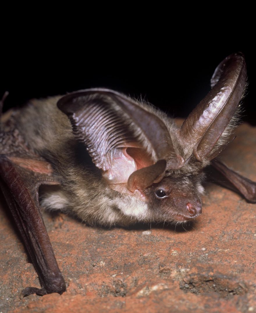 Odpočívající netopýr