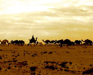 Velbloudy můžete potkat i u cesty