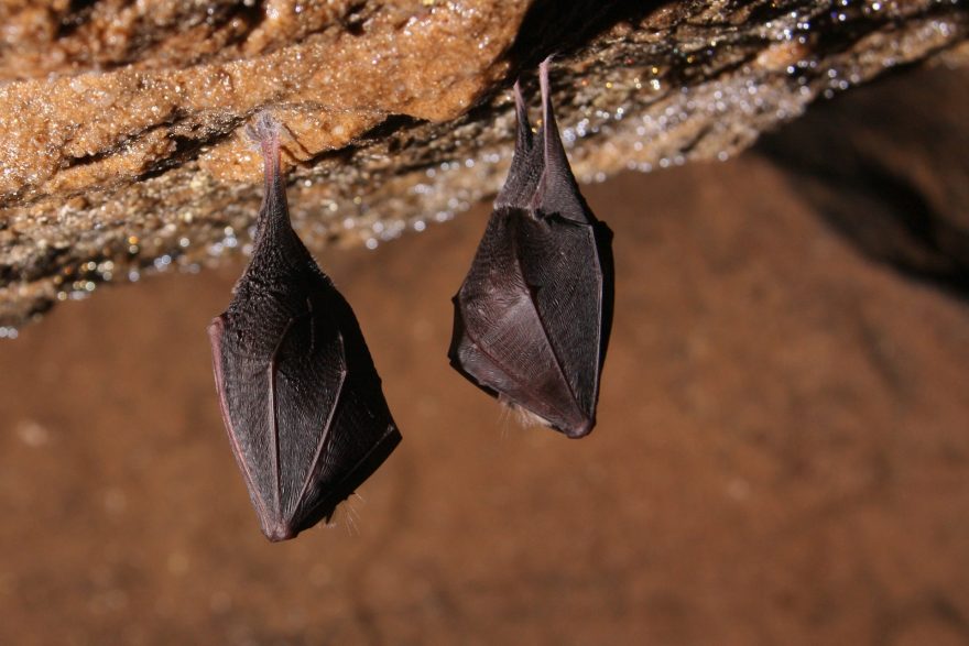 Zimující netopýři