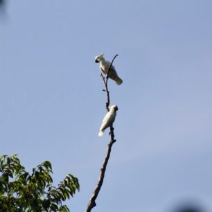 Na ostrově Komodo je mnoho druhů ptáků, včetně kakadu