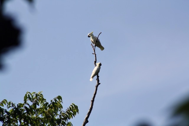 Na ostrově Komodo je mnoho druhů ptáků, včetně kakadu
