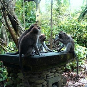Stálí obyvatelé Monkey Forest (Opičí les) v Ubudu.