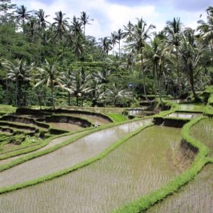 Rýžová pole kolem Gunung Kawi.