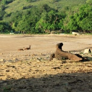 Komodský drak se poohlíží po potravě, poradí si i s jeleny nebo buvoly.