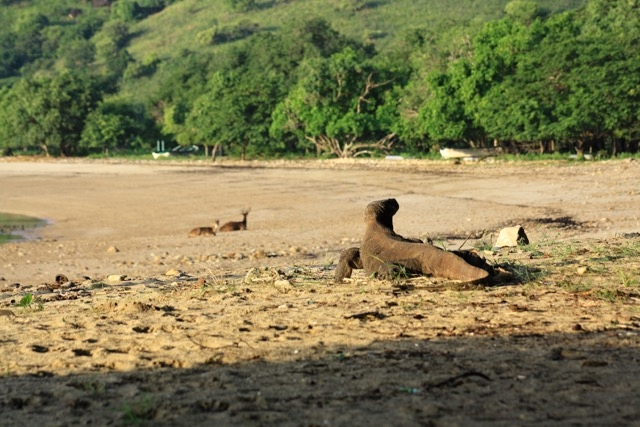 Komodský drak se poohlíží po potravě, poradí si i s jeleny nebo buvoly.