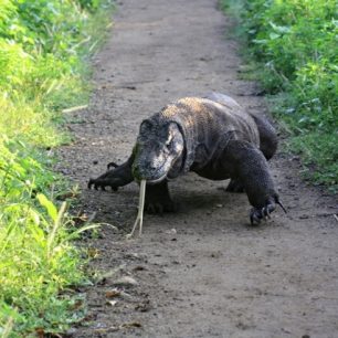 Komodský drak – volně se pohybuje všude v národním parku.