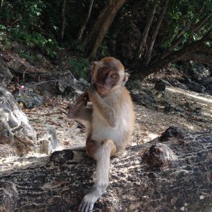 Opice nedaleko Railay Beach, Thajsko