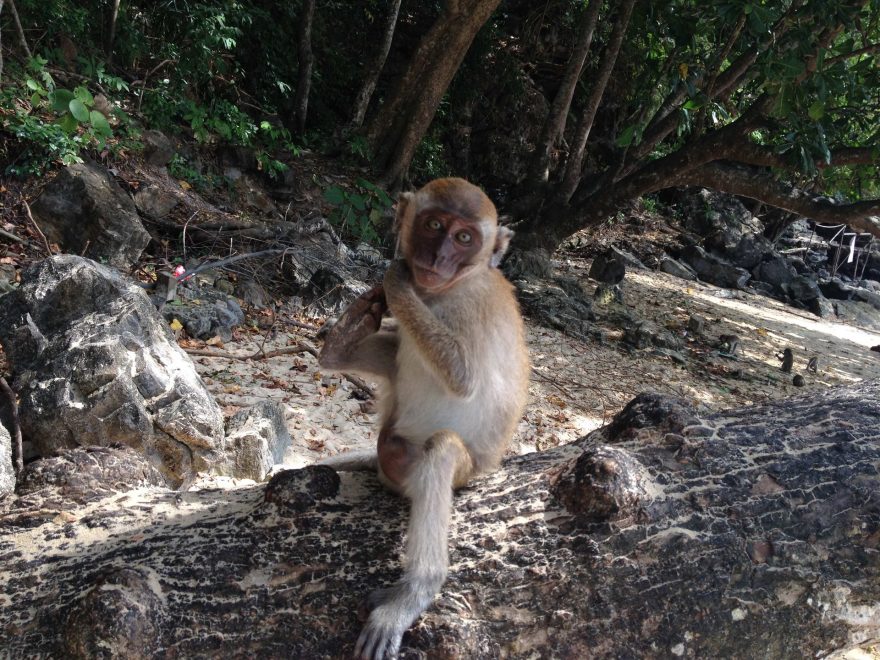 Opice nedaleko Railay Beach, Thajsko