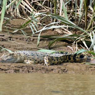 Krokodýl mořský, v Kinabatanganu nic neobvyklého.