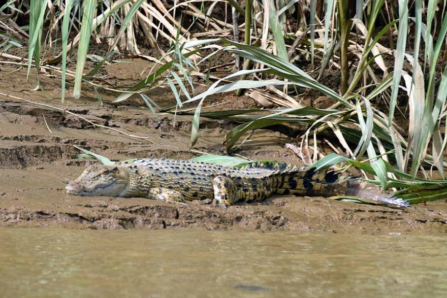 Krokodýl mořský, v Kinabatanganu nic neobvyklého.