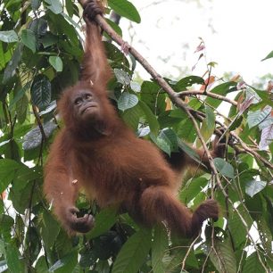 Snad i na našich stromečcích se budou jednou pohupovat orangutani.