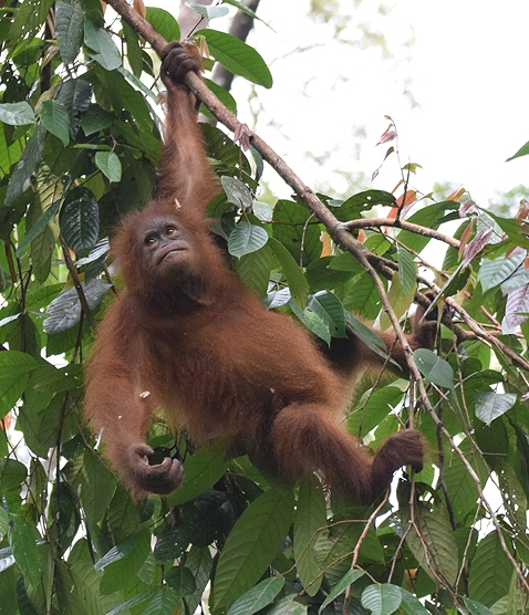 Snad i na našich stromečcích se budou jednou pohupovat orangutani.
