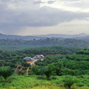 Plantáže palem jsou na Borneu už skoro všude.